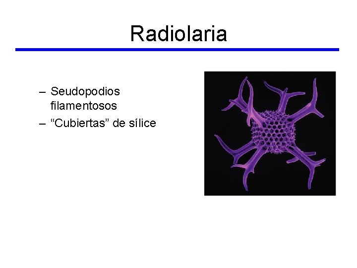 Radiolaria – Seudopodios filamentosos – “Cubiertas” de sílice 