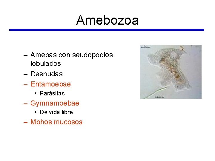 Amebozoa – Amebas con seudopodios lobulados – Desnudas – Entamoebae • Parásitas – Gymnamoebae