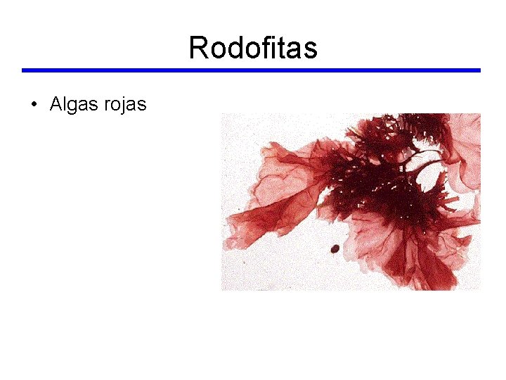 Rodofitas • Algas rojas 