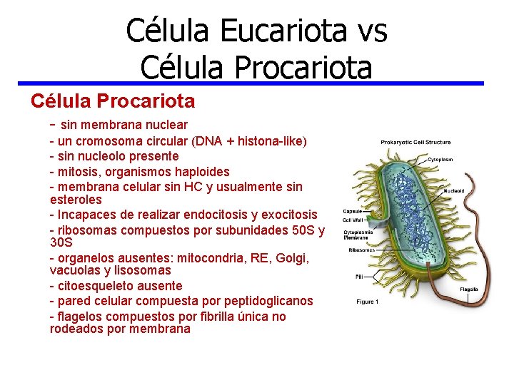 Célula Eucariota vs Célula Procariota - sin membrana nuclear - un cromosoma circular (DNA