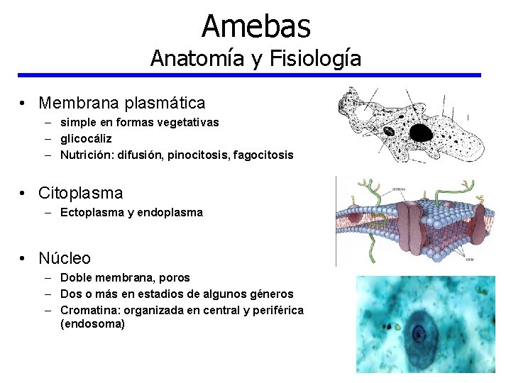 Amebas Anatomía y Fisiología • Membrana plasmática – simple en formas vegetativas – glicocáliz