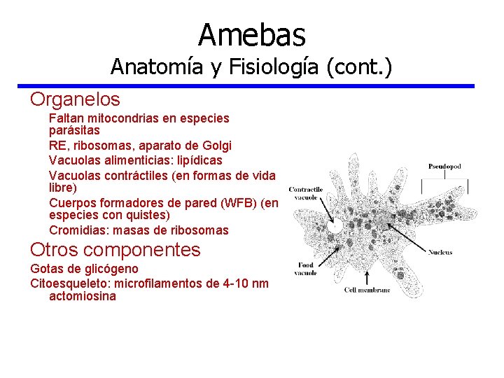 Amebas Anatomía y Fisiología (cont. ) Organelos Faltan mitocondrias en especies parásitas RE, ribosomas,