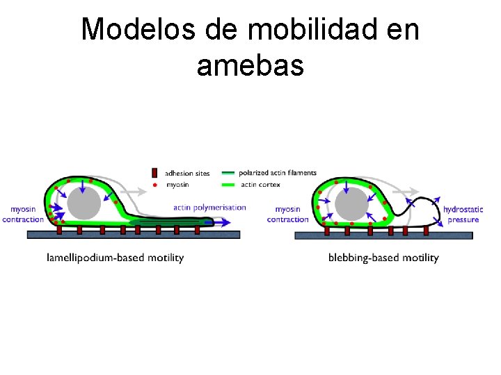 Modelos de mobilidad en amebas 