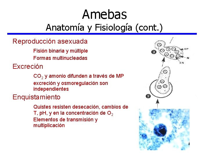 Amebas Anatomía y Fisiología (cont. ) Reproducción asexuada Fisión binaria y múltiple Formas multinucleadas