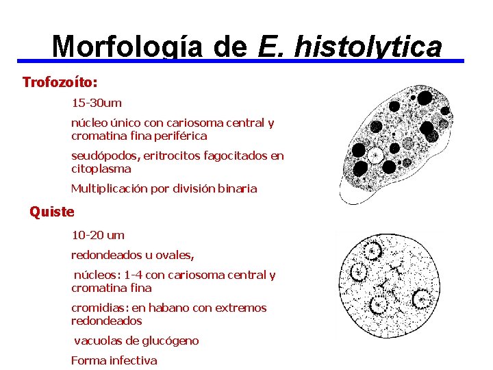 Morfología de E. histolytica Trofozoíto: 15 -30 um núcleo único con cariosoma central y