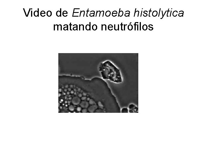 Video de Entamoeba histolytica matando neutrófilos 