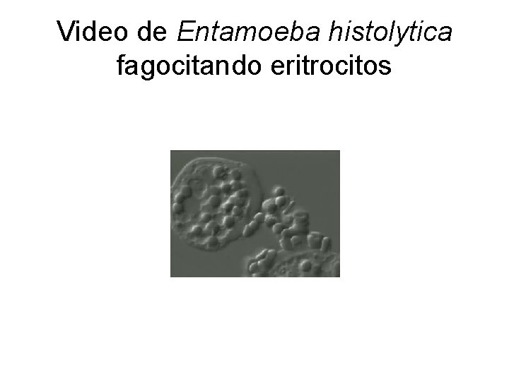 Video de Entamoeba histolytica fagocitando eritrocitos 