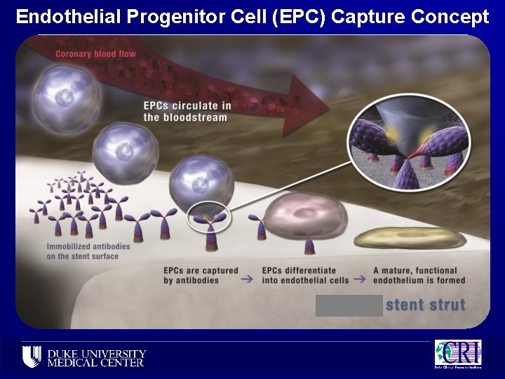 Endothelial Progenitor Cell (EPC) Capture Concept 