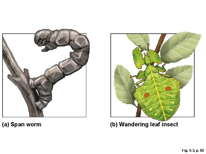 (a) Span worm (b) Wandering leaf insect Fig. 5 -3, p. 83 