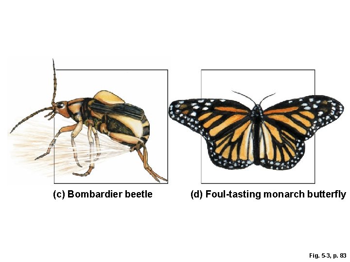 (c) Bombardier beetle (d) Foul-tasting monarch butterfly Fig. 5 -3, p. 83 