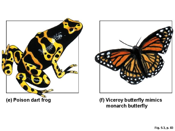 (e) Poison dart frog (f) Viceroy butterfly mimics monarch butterfly Fig. 5 -3, p.