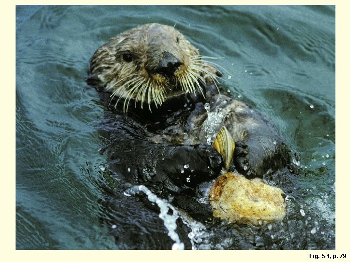 Fig. 5 -1, p. 79 
