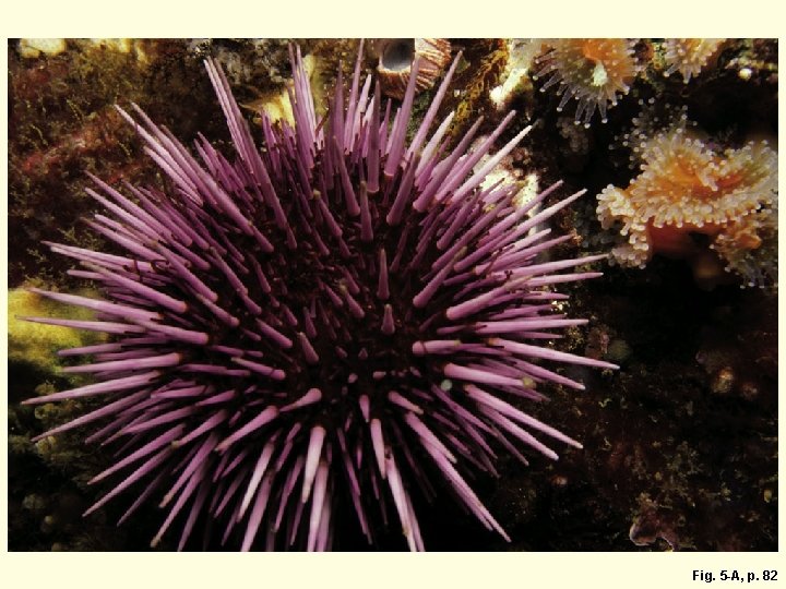 Fig. 5 -A, p. 82 
