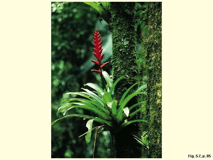 Fig. 5 -7, p. 85 
