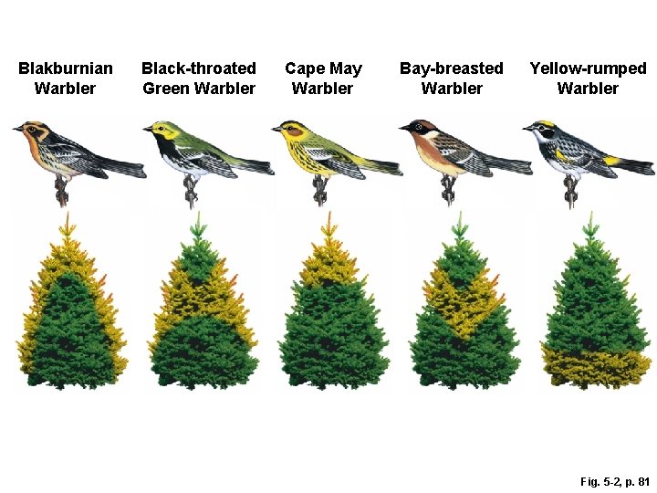 Blakburnian Warbler Black-throated Green Warbler Cape May Warbler Bay-breasted Warbler Yellow-rumped Warbler Fig. 5