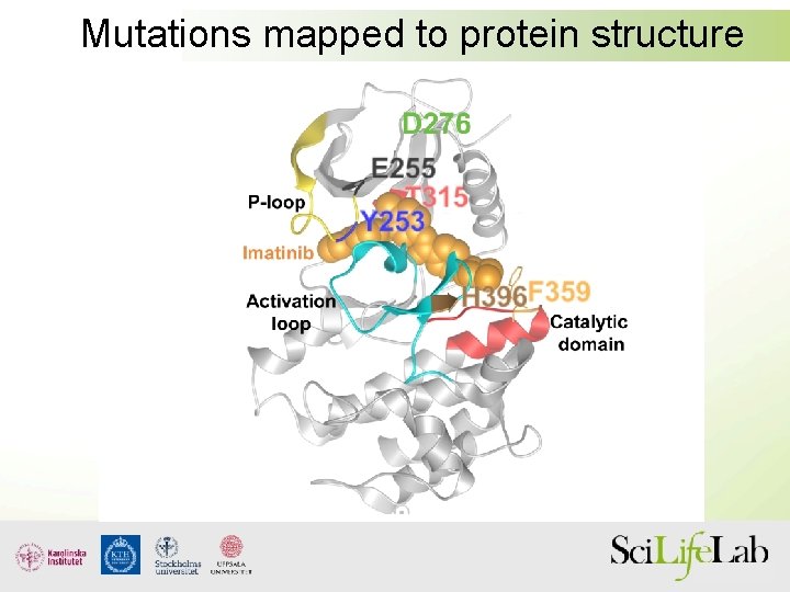 Mutations mapped to protein structure 