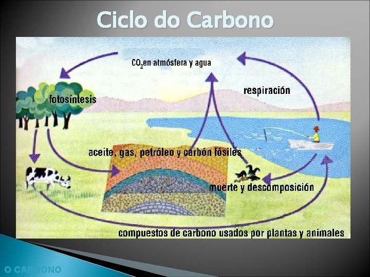 Ciclo do Carbono O CARBONO 