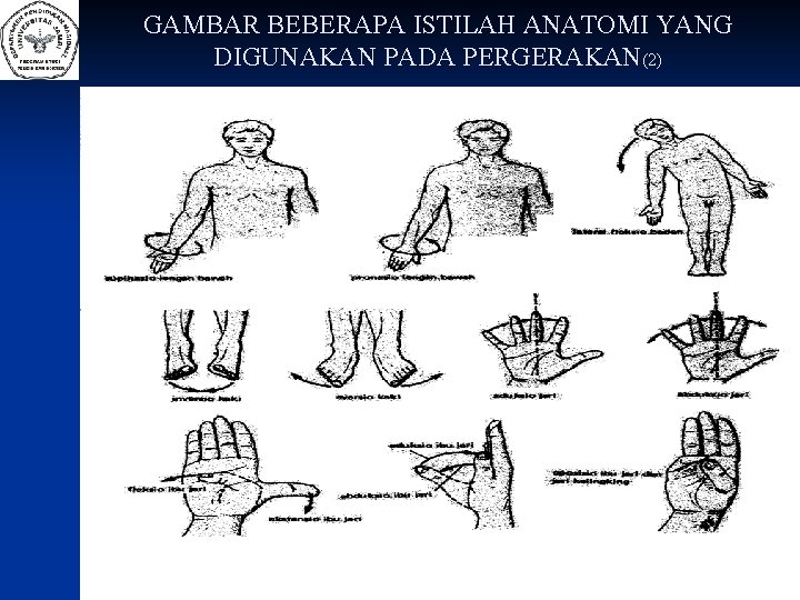 GAMBAR BEBERAPA ISTILAH ANATOMI YANG DIGUNAKAN PADA PERGERAKAN(2) 