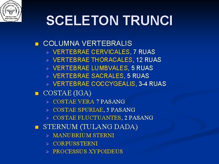 SCELETON TRUNCI n COLUMNA VERTEBRALIS n COSTAE (IGA) n VERTEBRAE CERVICALES, 7 RUAS VERTEBRAE