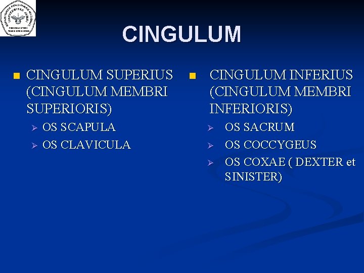 CINGULUM n CINGULUM SUPERIUS (CINGULUM MEMBRI SUPERIORIS) OS SCAPULA OS CLAVICULA n CINGULUM INFERIUS