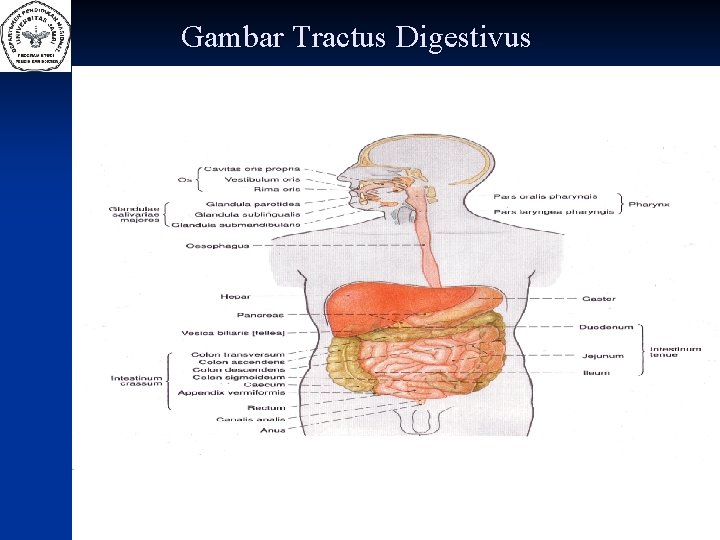 Gambar Tractus Digestivus 