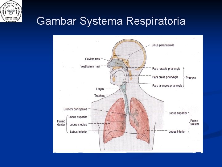 Gambar Systema Respiratoria 