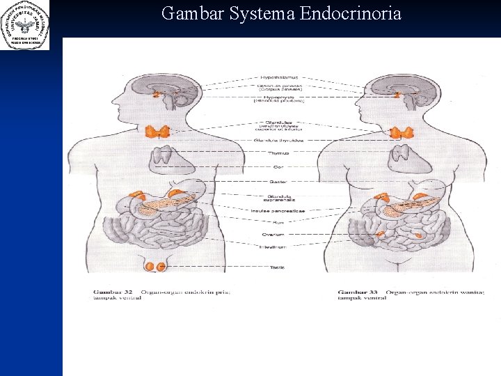 Gambar Systema Endocrinoria 