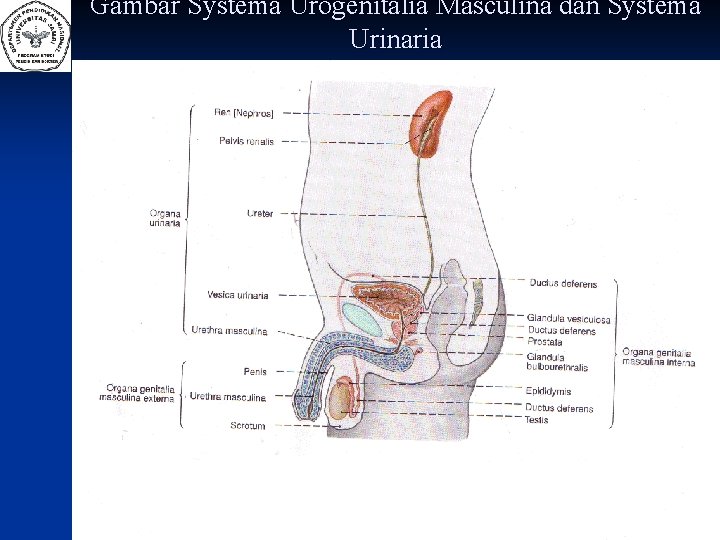 Gambar Systema Urogenitalia Masculina dan Systema Urinaria 
