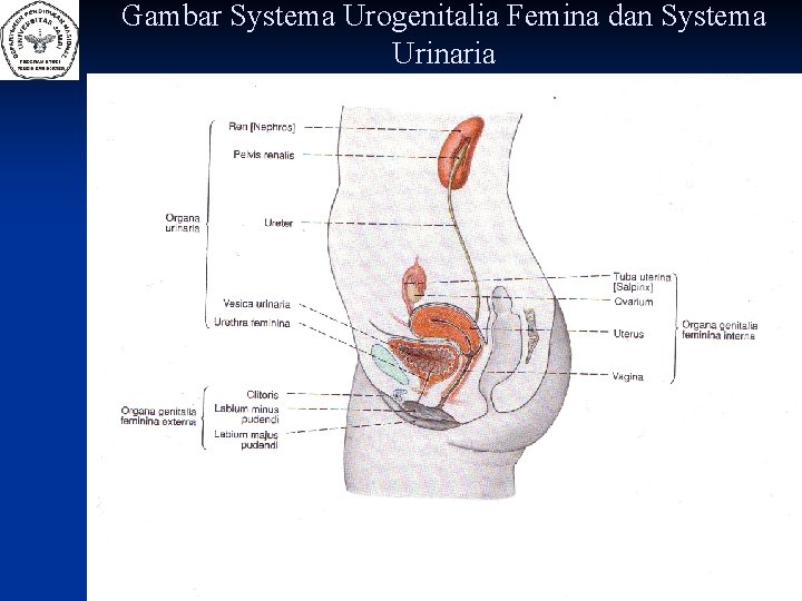 Gambar Systema Urogenitalia Femina dan Systema Urinaria 