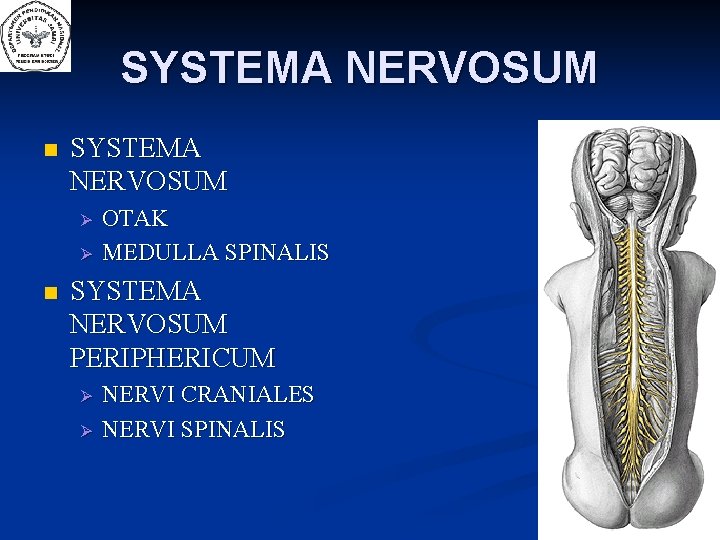 SYSTEMA NERVOSUM n OTAK MEDULLA SPINALIS SYSTEMA NERVOSUM PERIPHERICUM NERVI CRANIALES NERVI SPINALIS 