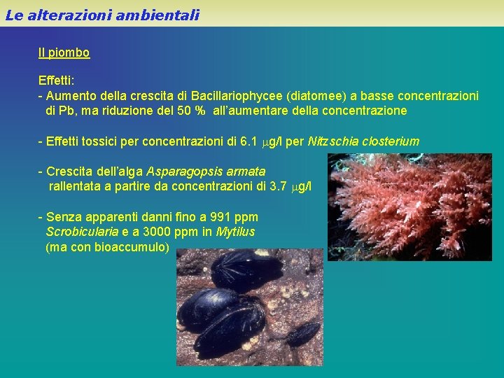 Le alterazioni ambientali Il piombo Effetti: - Aumento della crescita di Bacillariophycee (diatomee) a