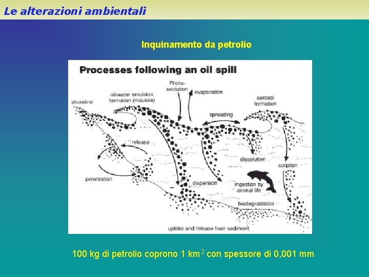 Le alterazioni ambientali Inquinamento da petrolio 100 kg di petrolio coprono 1 km 2