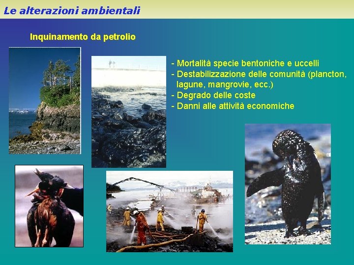 Le alterazioni ambientali Inquinamento da petrolio - Mortalità specie bentoniche e uccelli - Destabilizzazione