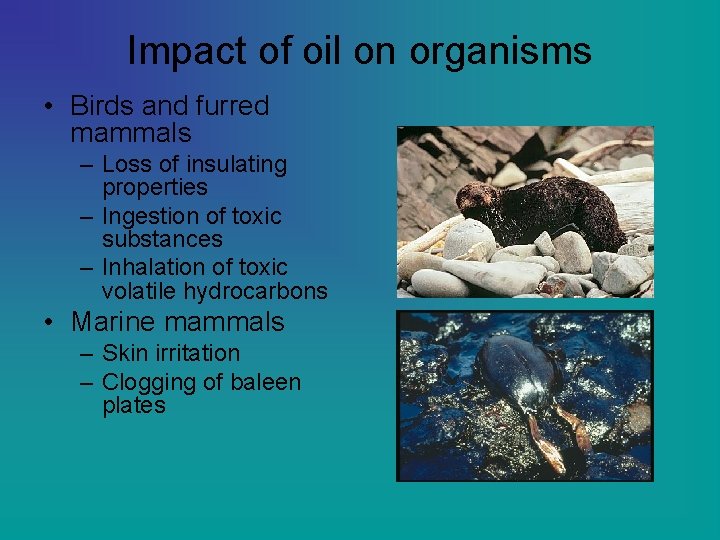 Impact of oil on organisms • Birds and furred mammals – Loss of insulating