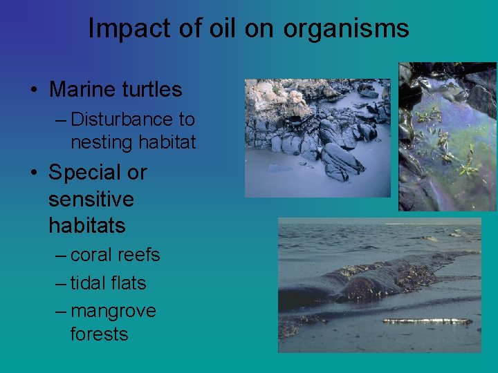 Impact of oil on organisms • Marine turtles – Disturbance to nesting habitat •