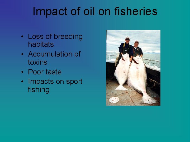 Impact of oil on fisheries • Loss of breeding habitats • Accumulation of toxins