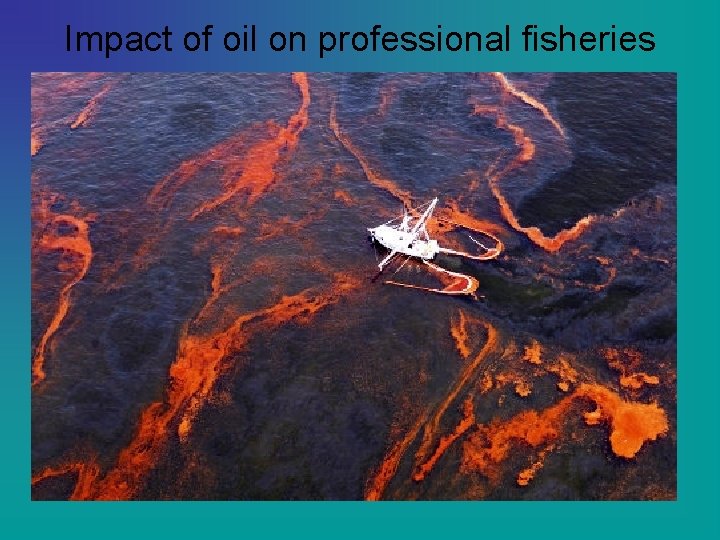 Impact of oil on professional fisheries • Loss of breeding habitats • Accumulation of