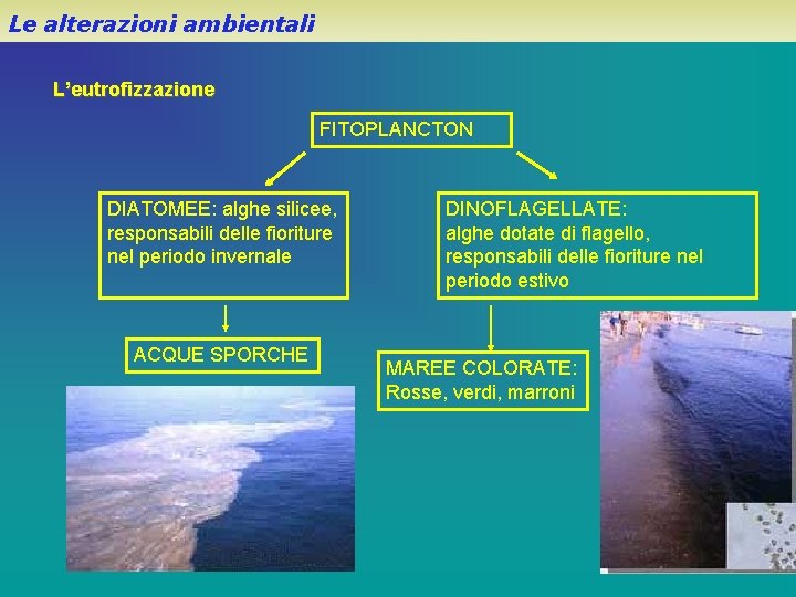 Le alterazioni ambientali L’eutrofizzazione FITOPLANCTON DIATOMEE: alghe silicee, responsabili delle fioriture nel periodo invernale