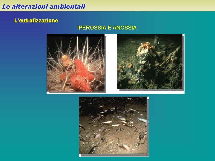 Le alterazioni ambientali L’eutrofizzazione IPEROSSIA E ANOSSIA 