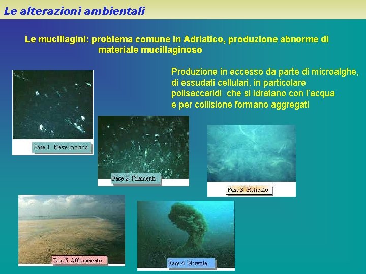 Le alterazioni ambientali Le mucillagini: problema comune in Adriatico, produzione abnorme di materiale mucillaginoso