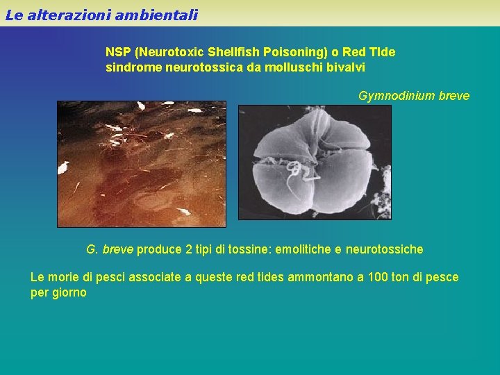 Le alterazioni ambientali NSP (Neurotoxic Shellfish Poisoning) o Red TIde sindrome neurotossica da molluschi