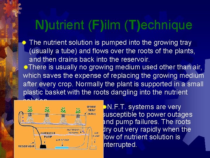 N)utrient (F)ilm (T)echnique The nutrient solution is pumped into the growing tray (usually a