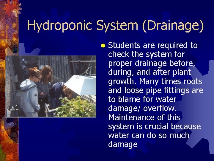 Hydroponic System (Drainage) ® Students are required to check the system for proper drainage