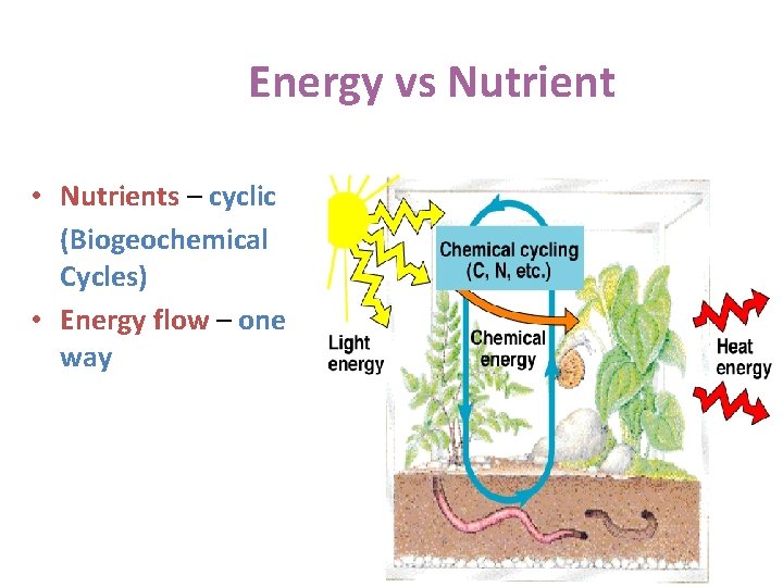Energy vs Nutrient • Nutrients – cyclic (Biogeochemical Cycles) • Energy flow – one