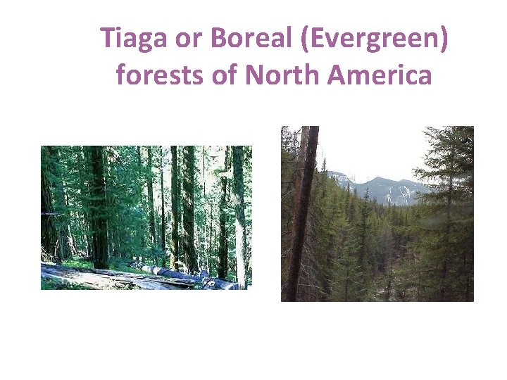Tiaga or Boreal (Evergreen) forests of North America 