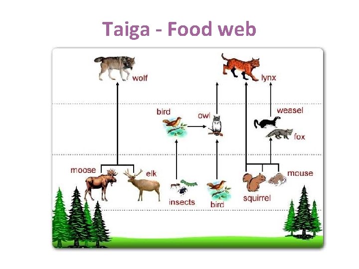 Taiga - Food web 