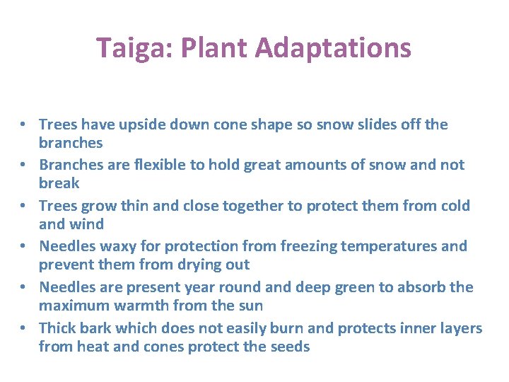 Taiga: Plant Adaptations • Trees have upside down cone shape so snow slides off