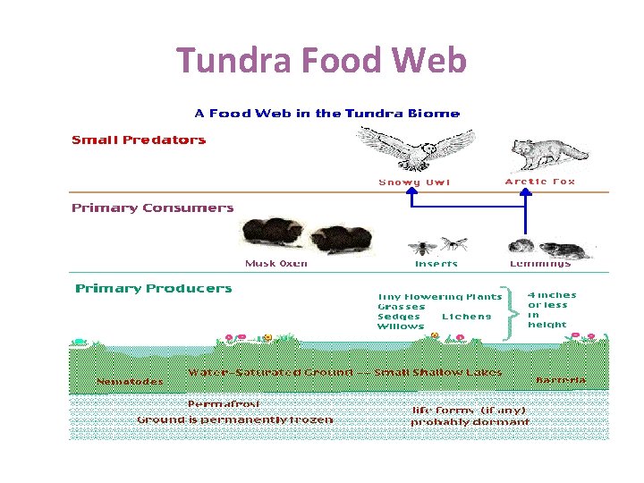 Tundra Food Web 