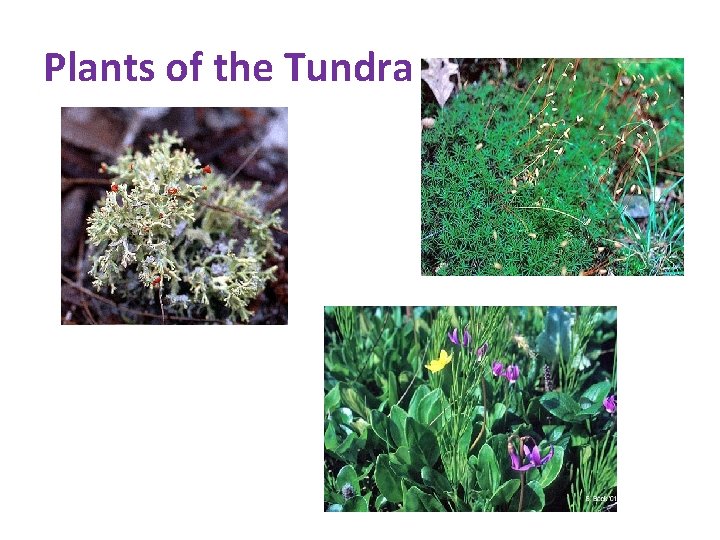 Plants of the Tundra 