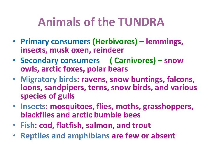  Animals of the TUNDRA • Primary consumers (Herbivores) – lemmings, insects, musk oxen,